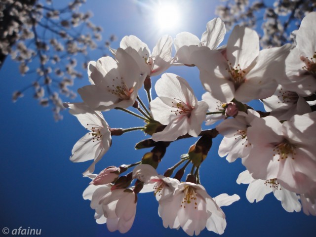 桜の花と太陽と