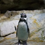 Meditating Penguin