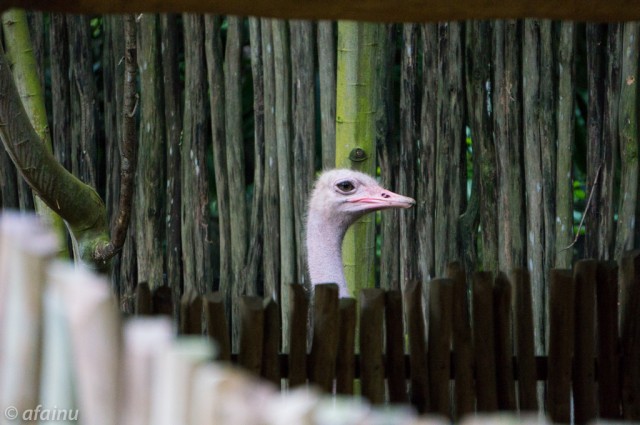 Peeping Ostrich