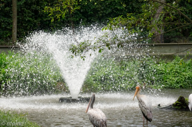 Splash on Pelican