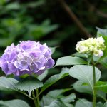 懐かしの紫陽花